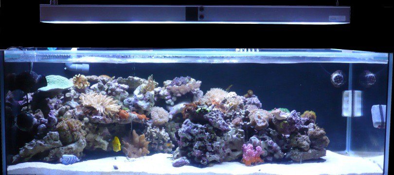 lampe et éclairage pour aquarium | jardingue