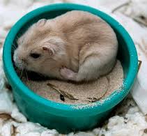 cage-abri-hamster