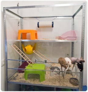 Acheter Une Cage Pour Rat Domestique Jardingue