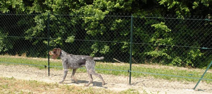 cloture jardin pour chien