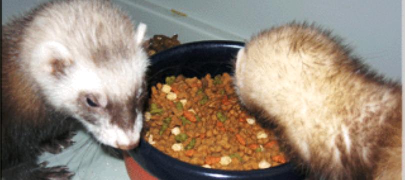 rencontre de 2 furet