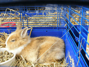 importance-cage-lapin