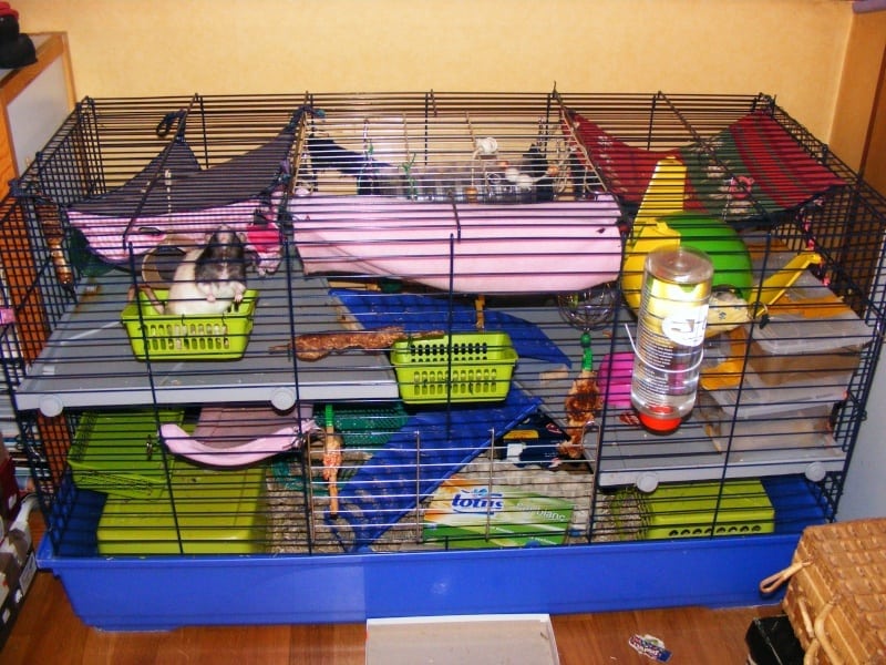 jouet pour rat maison