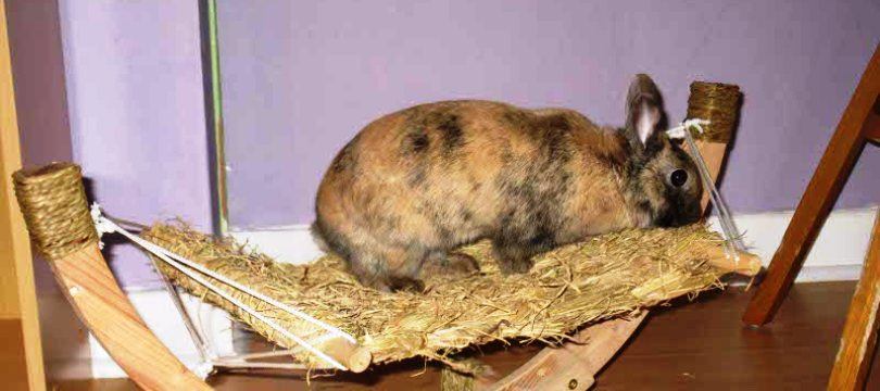 accessoires pour lapin pas cher accessoires pour lapin pas cher