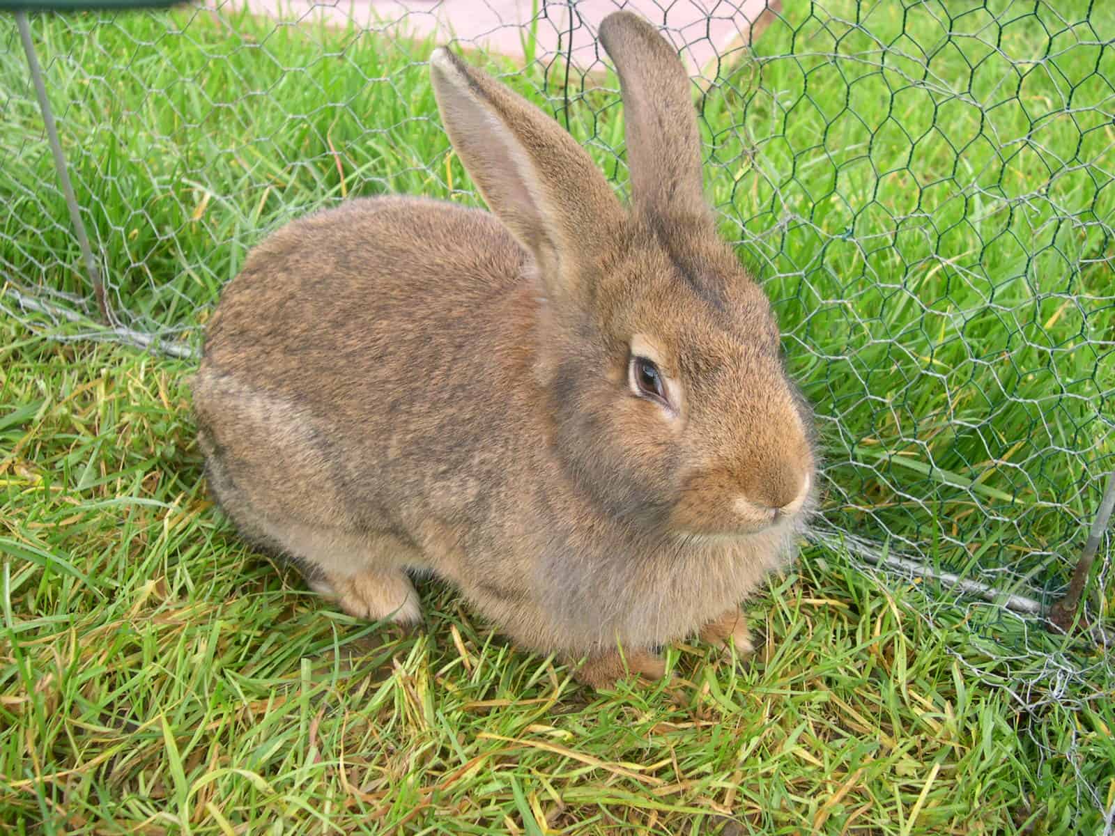 Alimentation et nourriture pour lapin Jardingue