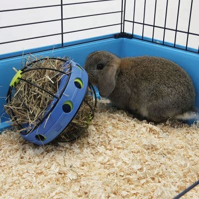 quel jouet pour un lapin