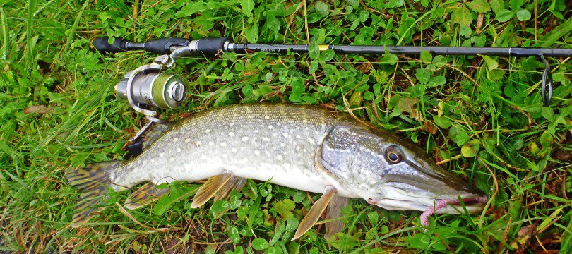 leurre pour sandre et brochet leurre pour sandre et brochet