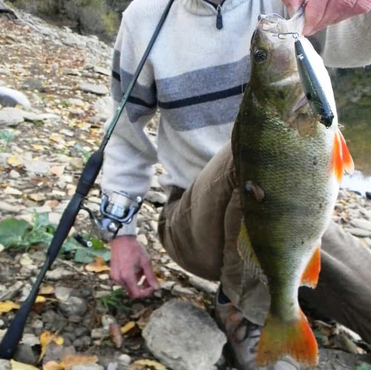 equipement peche carpe