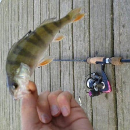 Canne a peche pour perche Clearance