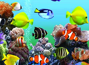 categorie-aquarium