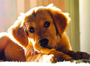 categorie-chien