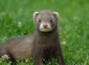 categorie-furet