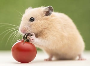 categorie-hamster