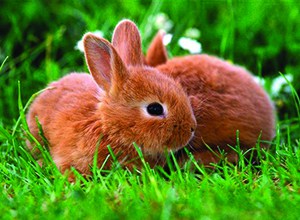 categorie-lapin