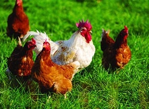 categorie-poules