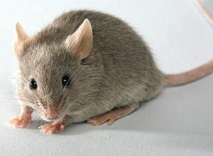 categorie-souris2