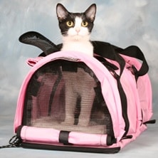 cest-quoi-sac-transport-chat