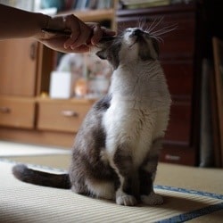 hygiene-pour-son-chat