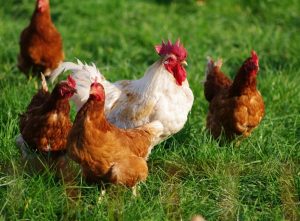 Organic laying hens