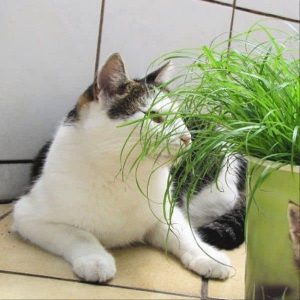 Connaissez-vous l'herbe à chat ou la cataire ? Effets, avantages