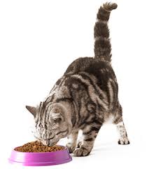 qualite-nourriture-chaton
