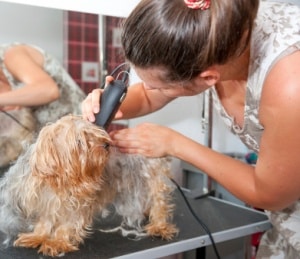 acheter-tondeuse-speciale-canin