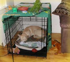 autres-types-de-cage-pour-chien