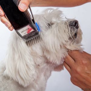 chien-longs-poils
