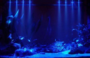 Quelle pompe d'aquarium acheter ? – Jardingue