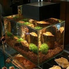 Pompe d'aquarium : à quoi sert-elle ? Comment la choisir ?