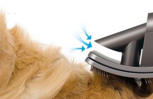 importance-brosse-chien