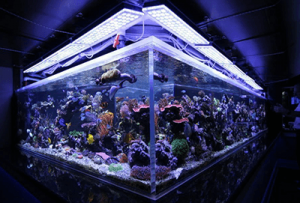 importance-eclairage-aquarium-1