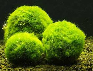 importance-plante-aquarium