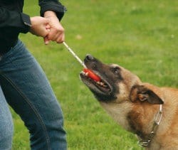 jouet-rapporter-chien