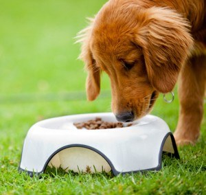 Dog eating his food