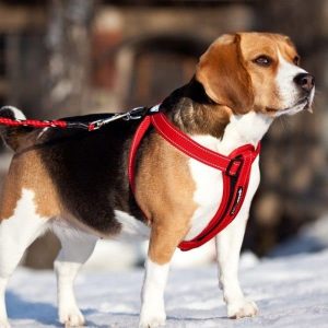 Harnais pour Beagle - modèle à double attache