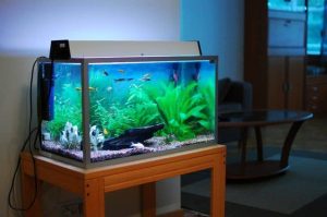 placement-decoration-aquarium