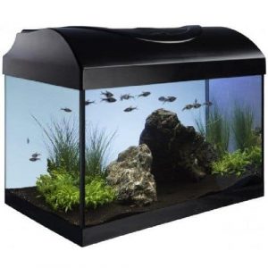 Lampe LED pour aquarium avec support extensible réglable Blanc + Bleu Pour  petit aquarium (25,2 cm, 35 à 39,9 cm réglable)