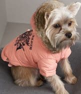 tendance-vetements-chien