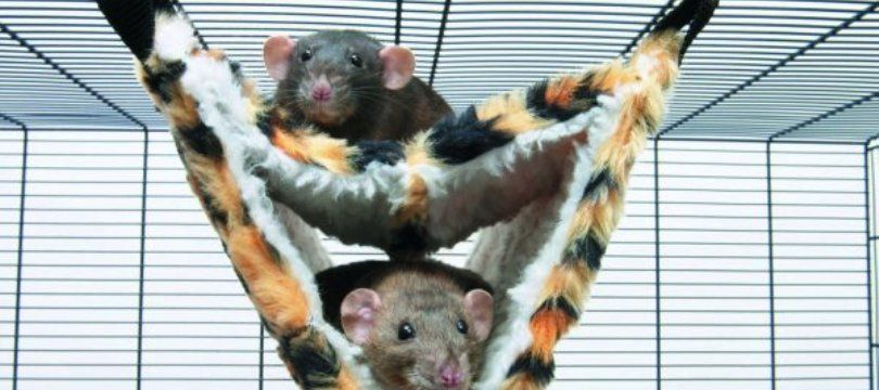 Accessoire Rat Domestique
