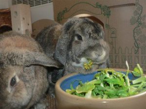 alimentation-lapin