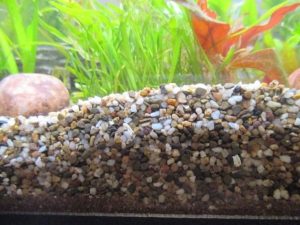 Quel substrat pour mon aquarium? —