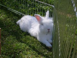 cage-lapin