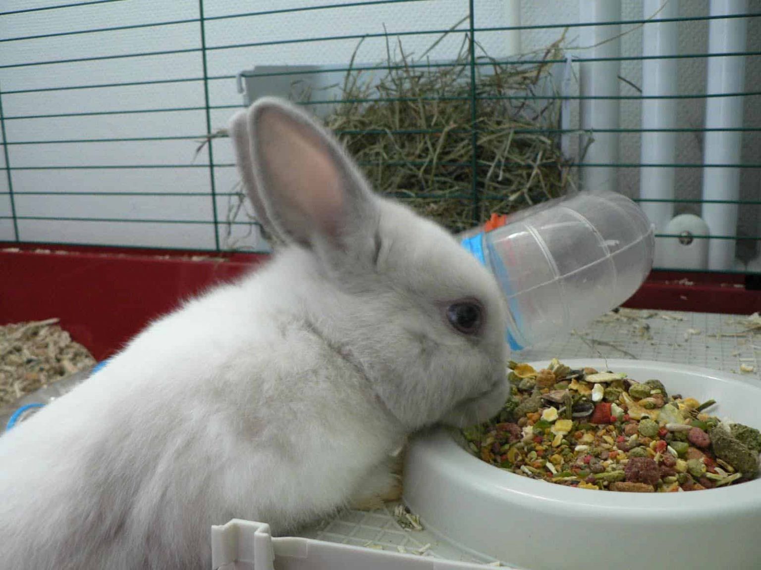 Quel Accompagnement Pour Le Lapin L'alimentation Du Lapin 6 Alimentation et nourriture pour lapin – Jardingue