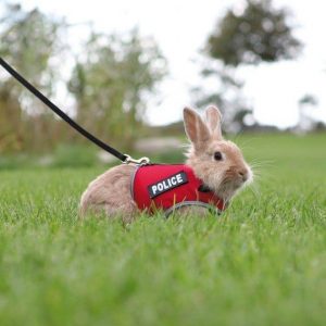 deplacement-laisse-lapin