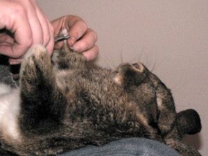 hygiene-de-mon-lapin