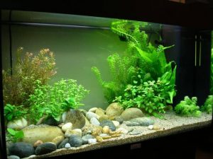 Changement sable pour aquarium 200l, sur le forum de discussions