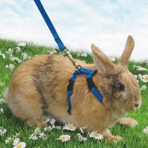 Laisse pour lapin comment choisir ? Jardingue