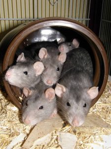 mode-vie-rat