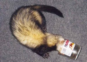 Versele-Laga Crispy Pellets - furet 10kg